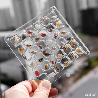 ShelLuxe- Tiny Shell Date, Display Case