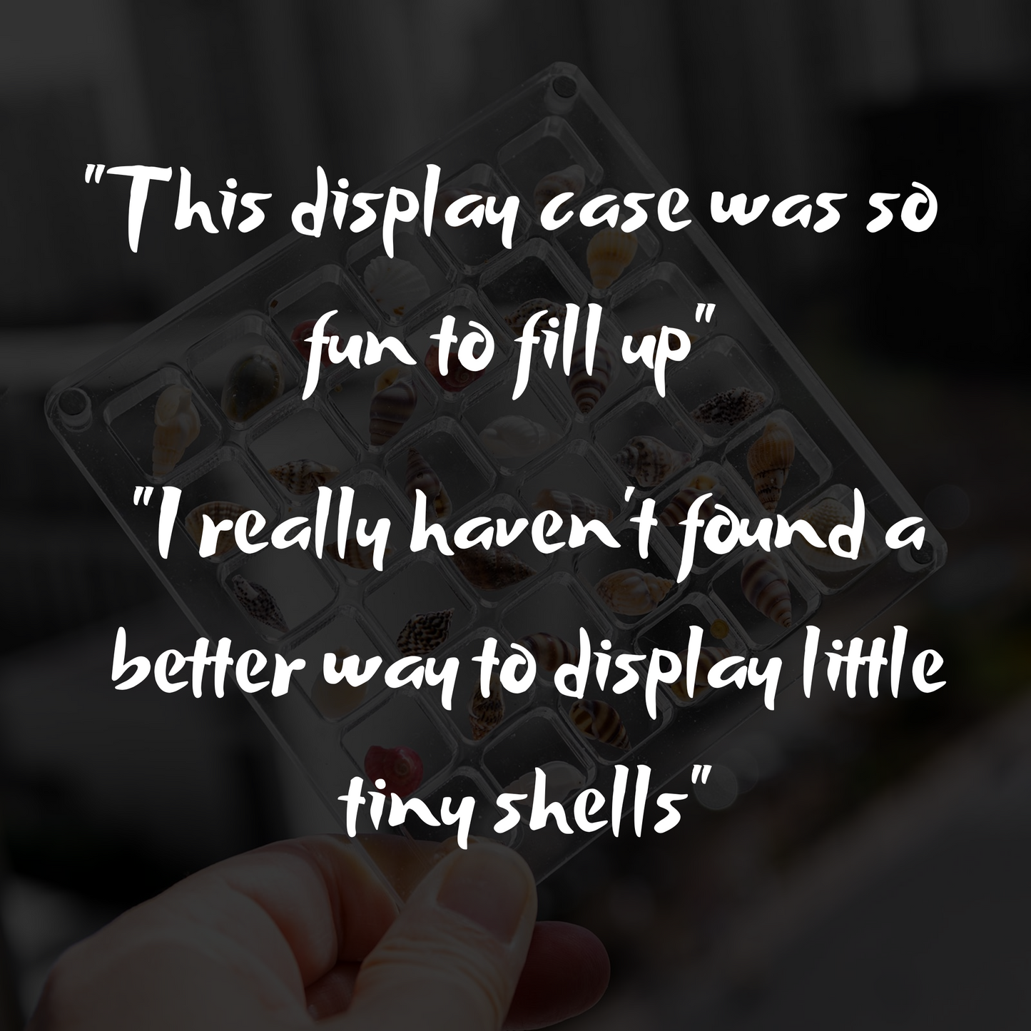 ShelLuxe- Tiny Shell Date, Display Case