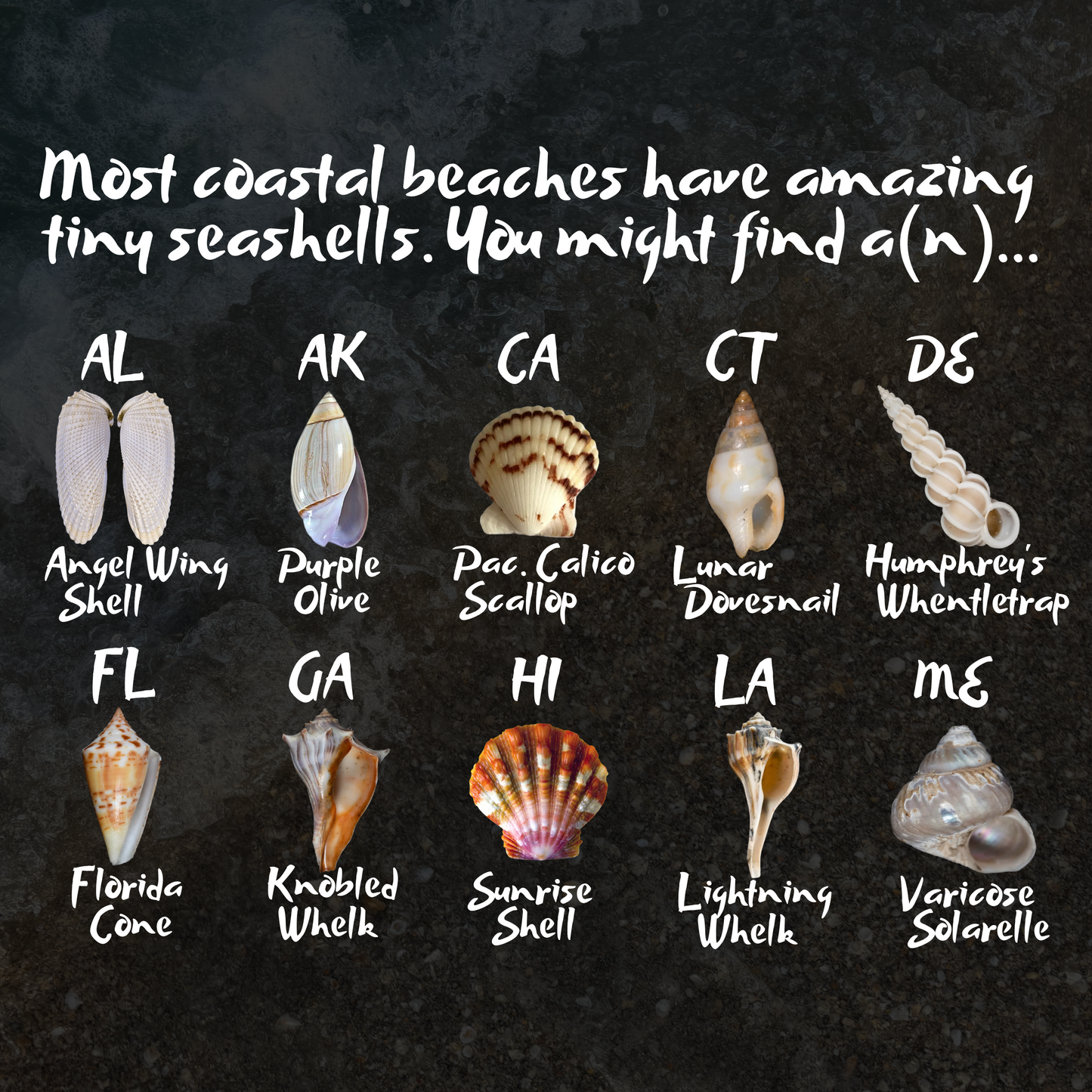 ShelLuxe- Tiny Shell Date, Display Case